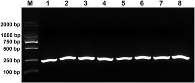 CRISPR/Cas12a Coupled With Recombinase Polymerase Amplification for Sensitive and Specific Detection of Aphelenchoides besseyi